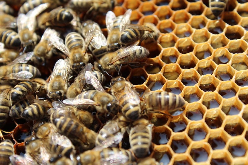 Die Waben der Bienen sind gefüllt mit Nektar, unserem Honig. 