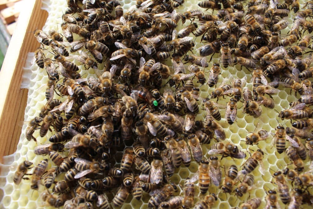 Fleißige Bienen beim Imker Georg Amser in Drabenderhöhe.