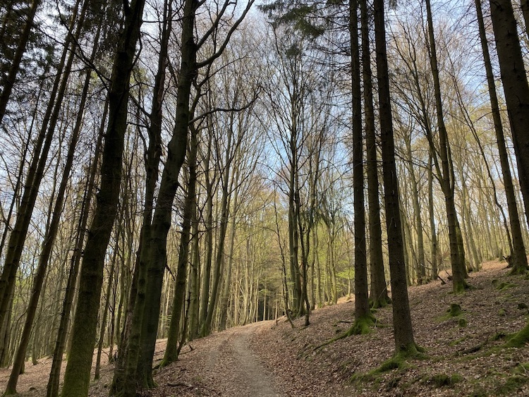 Das Wandern durch den Wald (Waldbaden) beruhigt die Nerven.