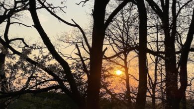 Beim Waldbaden bekommt man wunderschöne Naturschauspiele zu sehen.