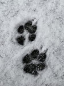 Nicht nur die Haut der Menschen leiden unter der Winterkälte sondern auch die Pfoten des Hundes. Besonders wenn Salz auf den Strassen liegt.