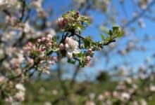 So fängt alles an. Aus einer Blüte wird ein Apfel.