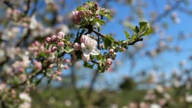 So fängt alles an. Aus einer Blüte wird ein Apfel.