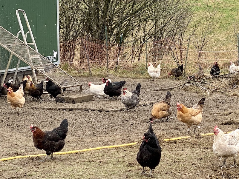 Hühner dürfen auf einem Hof nicht fehlen. Auch nicht auf dem Klosterhof Bünghausen. 