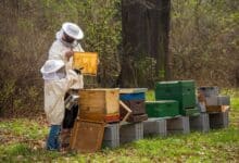 2024-04-30-Honigbienen