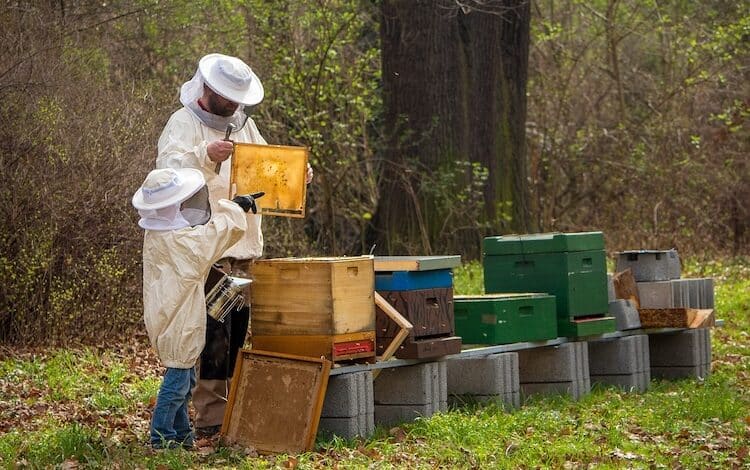 2024-04-30-Honigbienen